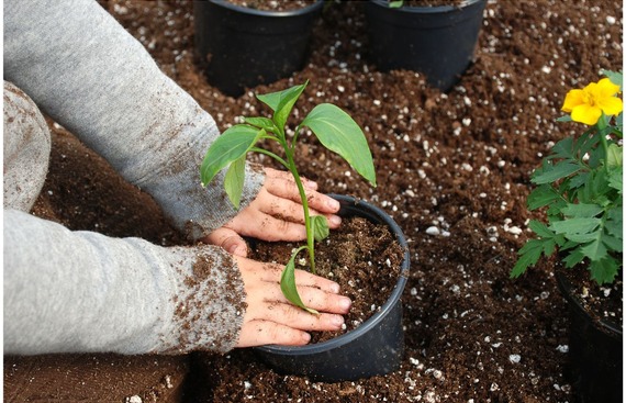 Image of hands planting a plant in soil