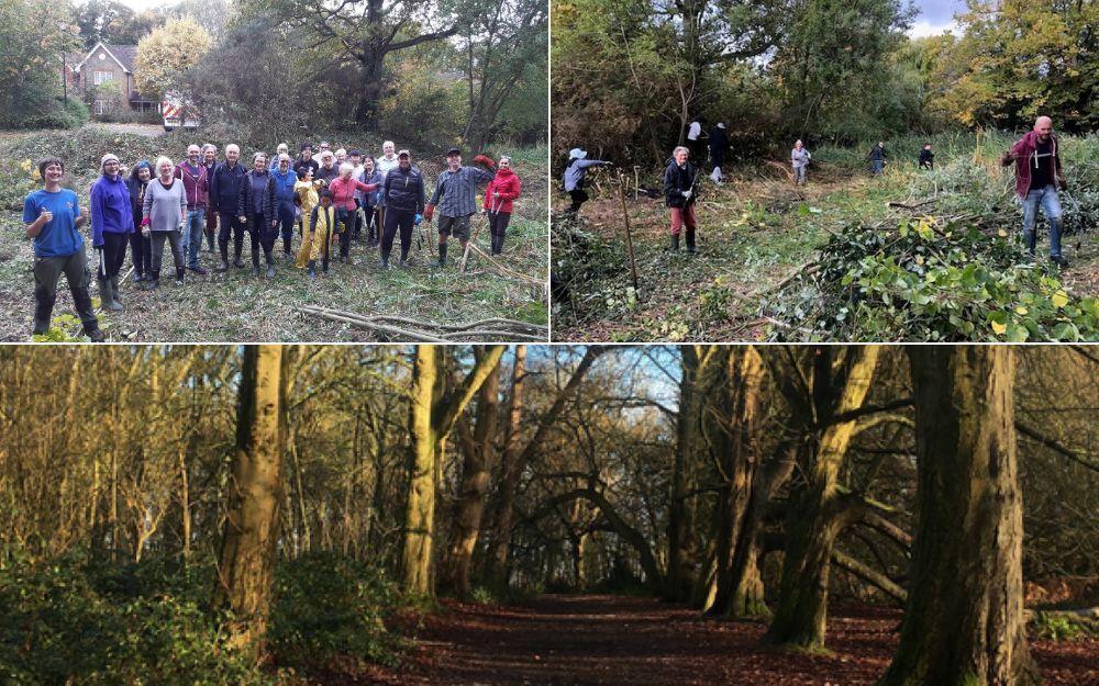 Collage showing volunteers doing woodland conservation work and a sunlit forest path.