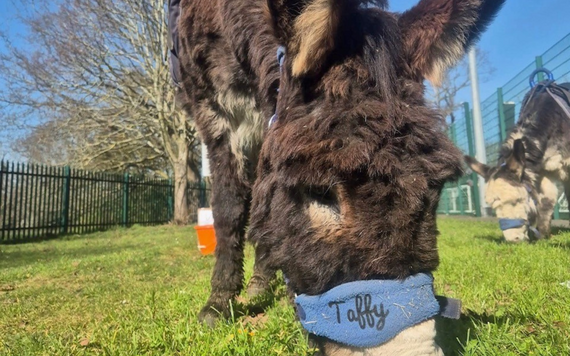Donkey close up