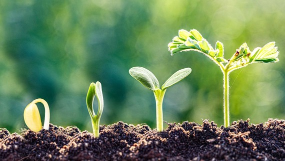 plants growing from seed