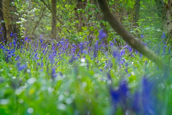 A carpet of bluebells in soft focus with woodland behind