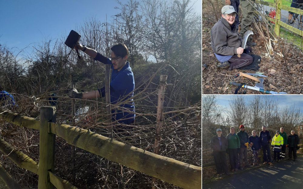 Volunteers making hedges