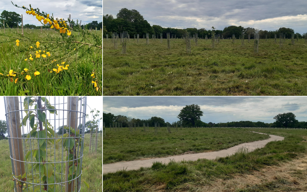 Wildflower meadow and newly planted trees with guards, plus a winding path under cloudy skies in a developing covid memorial woodland.