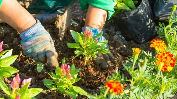 image of the hands of someone planting flowers in a garden