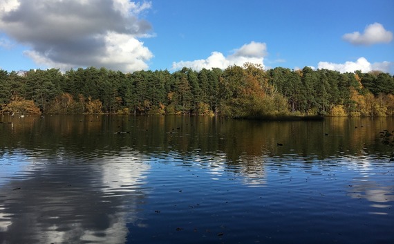 a long line of tall, old trees growing at the edge of Heath Lake near Crowthorne on a bright day