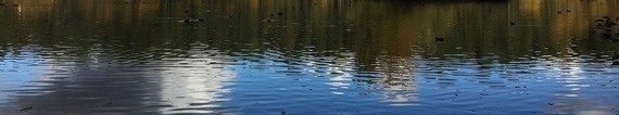 the reflection of a line of trees growing by the edge of a pretty lake