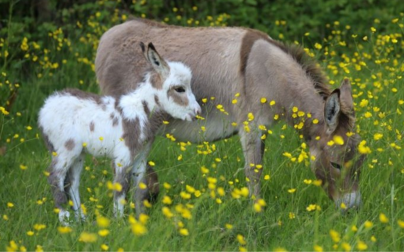 A donkey and its foal in a field of buttercups