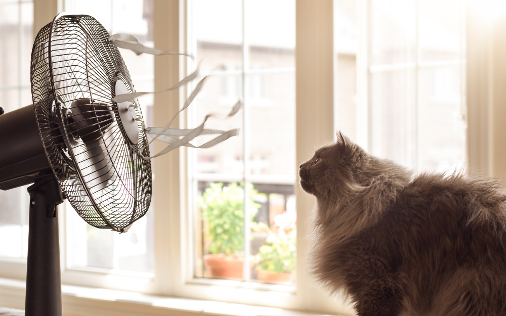 Cat cooling off in front of an electric fan on a hot day.