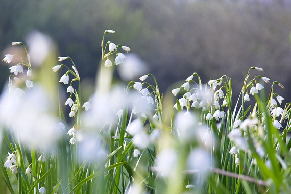 Loddon lilies flowering in a riverside meadow, with clusters of white bell-shaped blooms among green grasses.