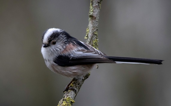 long tailed tit in a tree