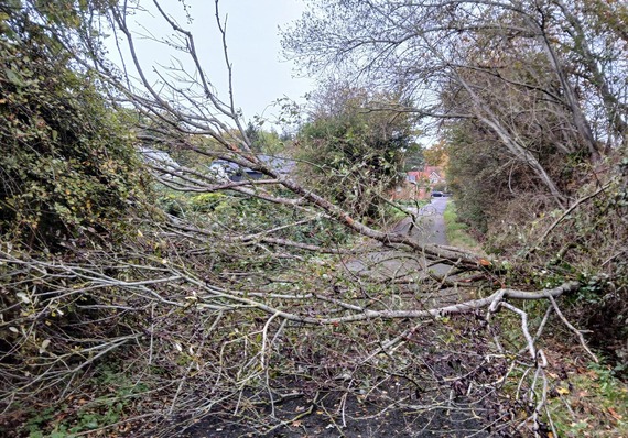 a rural road completely blocked by a large tree that fell across it during heavy winds and storms