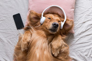 Dog listening on headphones