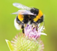 Bee
