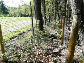 New hedgeline at Buchan Country Park
