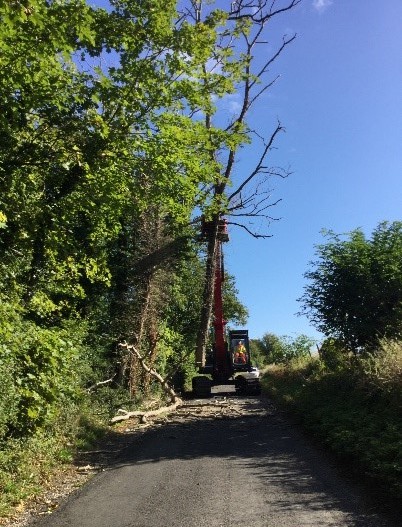 Felling of a tree with Ash Dieback. Brittle branches shattered on the carriageway 