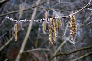 Winter katkins