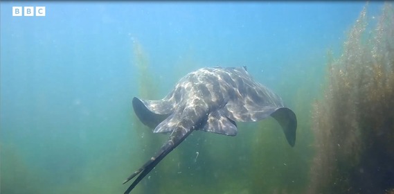 Stingray - Our Sea Forest - BBC OurLives documentary Sept 23