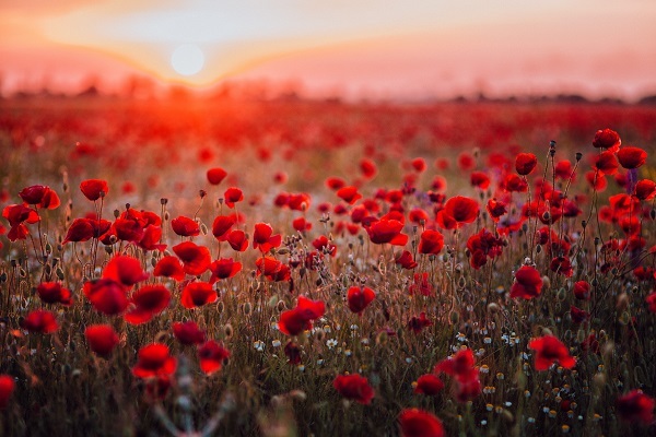 Poppy Field