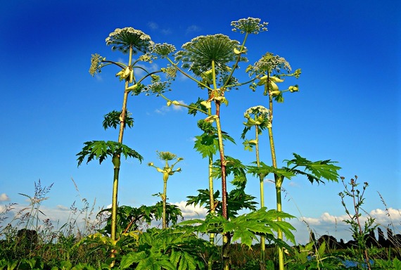 Giant hogweed
