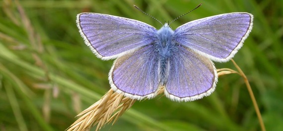 Common blue butterfly - by paul marten - sussex wildlife trust