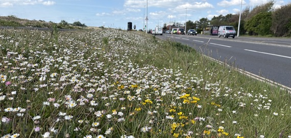 Worthing, Brighton Road Pollinator Highway - May 25 b crop