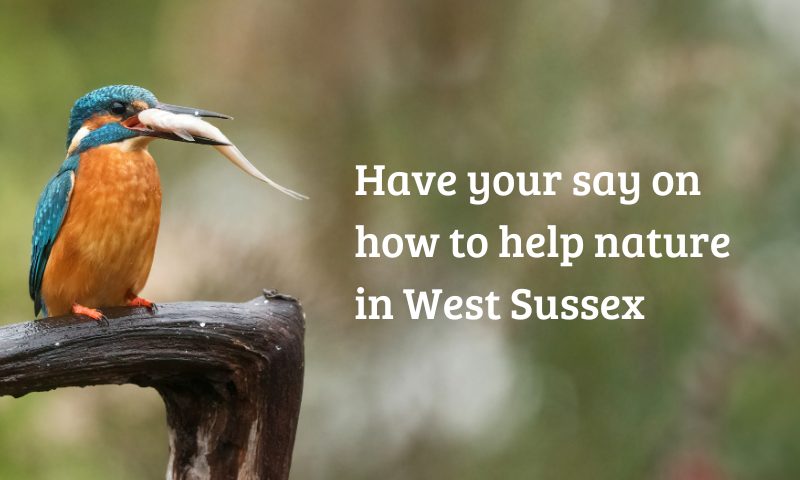 Kingfisher with fish in mouth - Local Nature Recovery Strategy