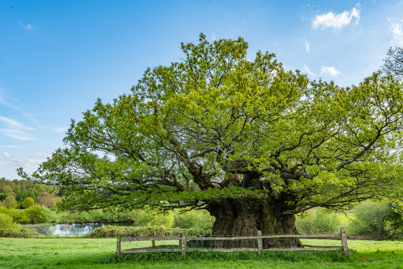 Ancient Sessile Oak 'Queen Elizabeth I Oak' in Cowdray Park. Photo:Daniel Greenwood