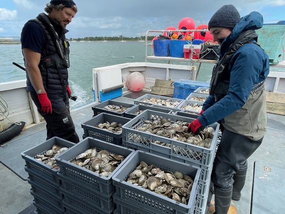 Preparing to deploy oysters