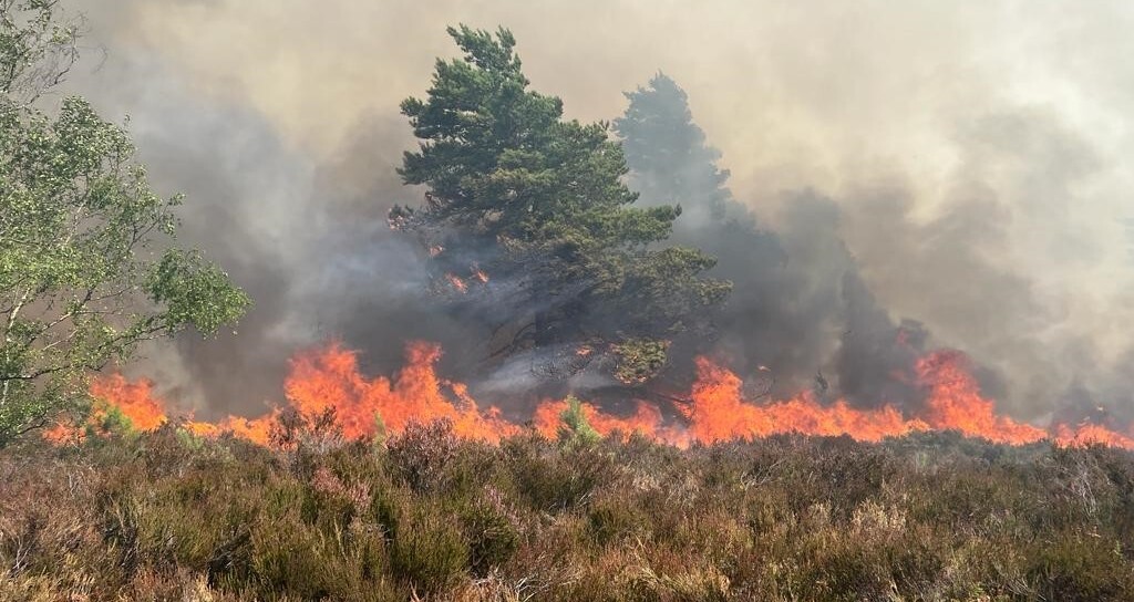 Ipping Common wildfire 2018