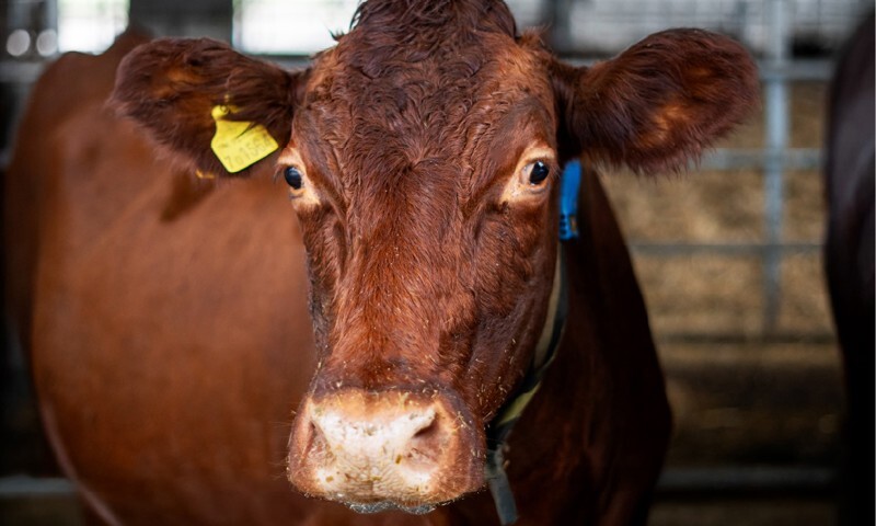 Brown cow with yellow ear tag