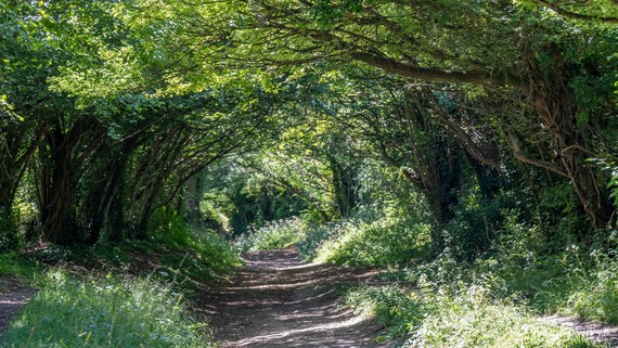 Pathway to Halnaker Windmill