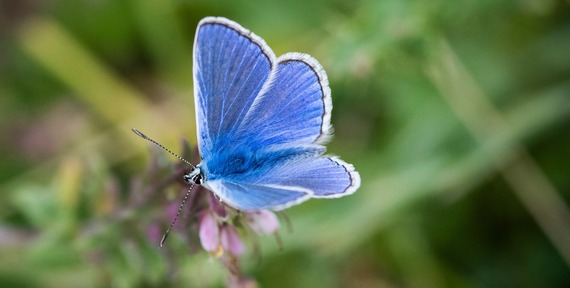 adonis blue butterfly