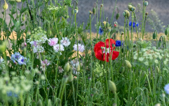 wildlfowers on verge