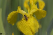 bee on a yellow iris flower