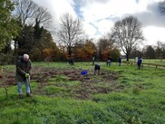 A group of people in a field with trees and a low wooden barrier. They are digging, planting bulbs.