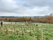 Trees being planted in a field