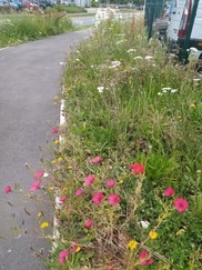 Wild flowers growing in a grass verge
