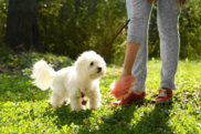 Small white dog, with a woman using a dog poo bag.