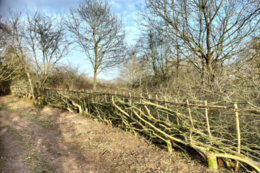 Finished traditional hedge 