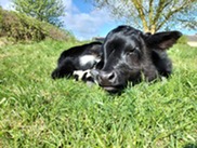 Shetland calf lying down on the grass