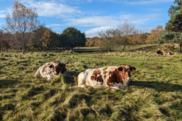 Two cows lying on the grass, bright blue sky.