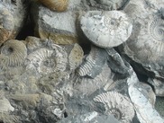 fossils