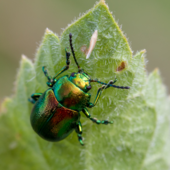 A bright green tansy beetle on a leaf