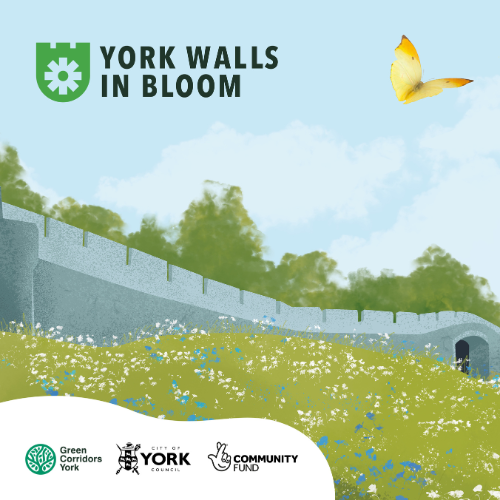 York walls in bloom