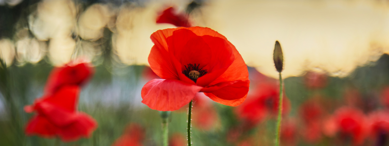Poppies in a field