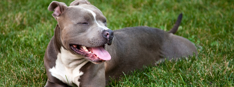 Grey staffy terrier lies on grass