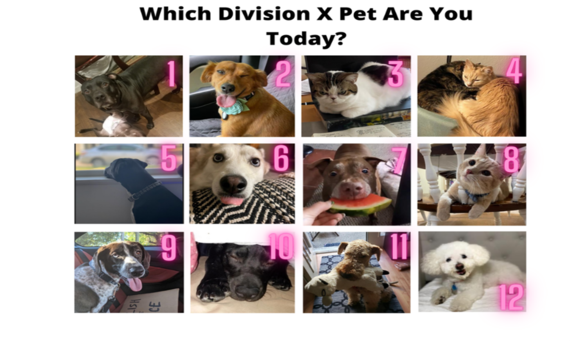 Division X TA Pet Image