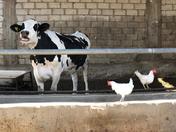 A cow and some chickens battle zoonotic diseases.