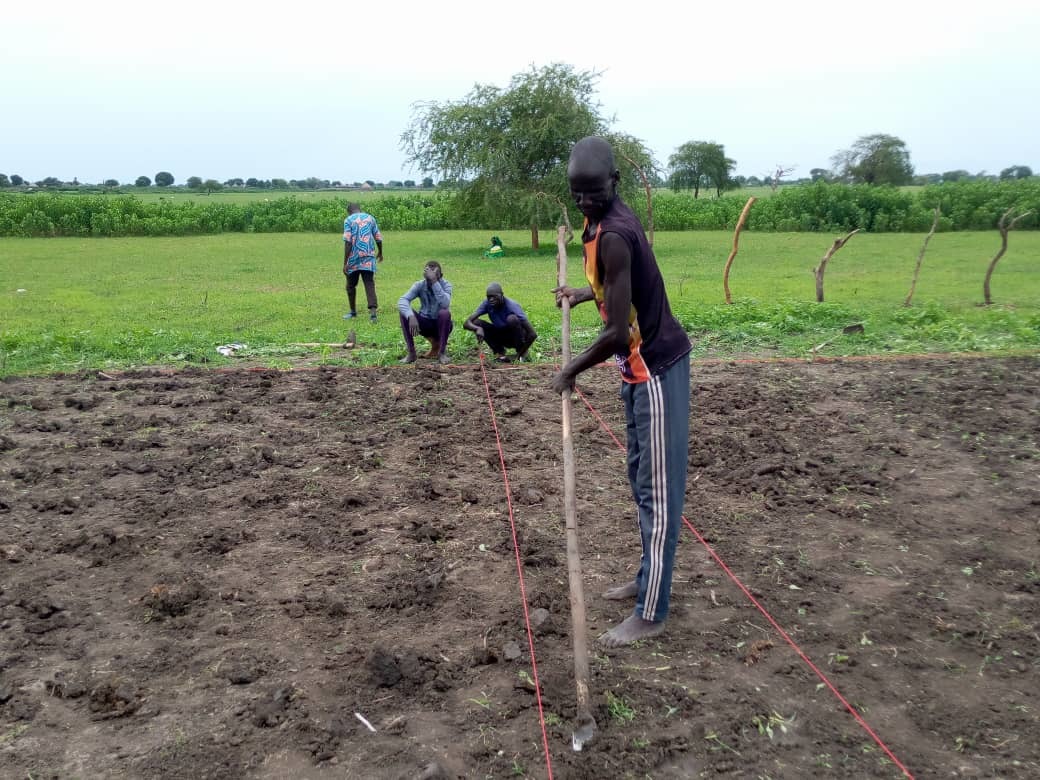 A trainee farmer learns line-planting techniques