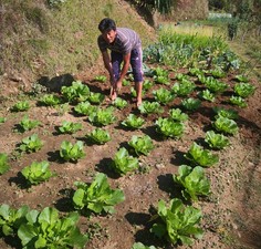 Hom, a community lead farmer, bends down to tend lines of crop in the communal garden he and other local groups manage.